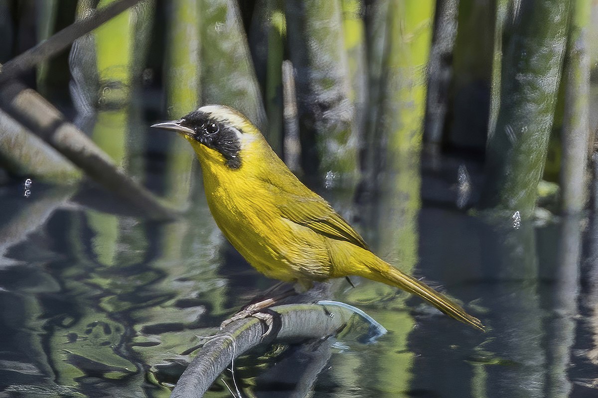 Belding's Yellowthroat, an endemic species of the Añuiti Estuary